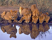 2 days Tsavo East safari