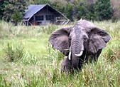 an elephant leaving Little Governors camp