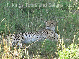 Masai Mara Cheetah relaxing