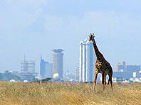 Nairobi national park with the city in the background