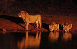 Lions drinking at the Ngutuni waterhole at night