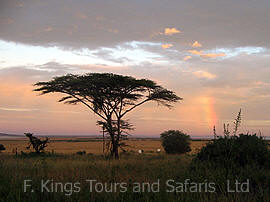 Rainbow over Masai Mara