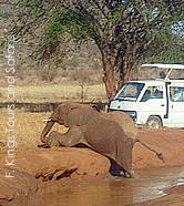 Tsavo East safari, 'red elphant calf' wallowing in muddy pool