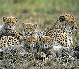 Cheetah Family