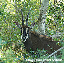 The endangered Sable antelope in the Shimba Hills rain forest national reserve