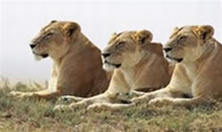 Tsavo Lions