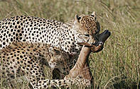 Cheetah with an impala Kill